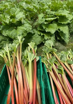 20210520 Rhubarb (6) 20210520 Rhubarb (6)