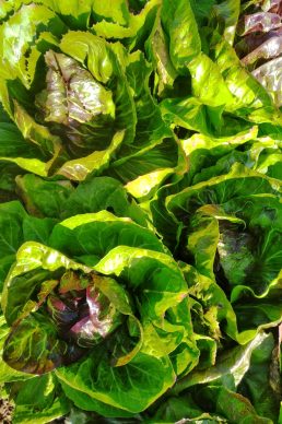 20210824 Radicchio (2) 20210824 Radicchio (2)