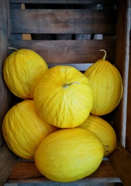 Melon Jaune Canari