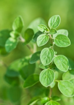 Oregano
