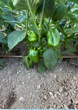 shared image - 2026-07-21T144958.344 Poivron vert