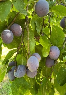 shared image (95) Prunes